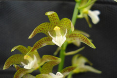 Chrysoglossum ornatum